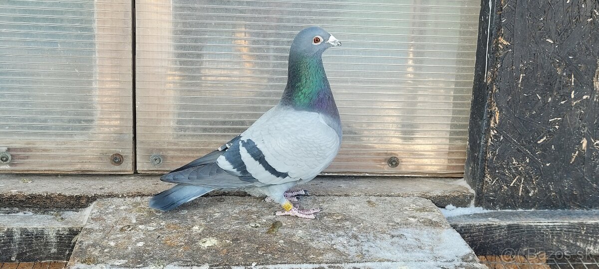 Poštové holuby - 4