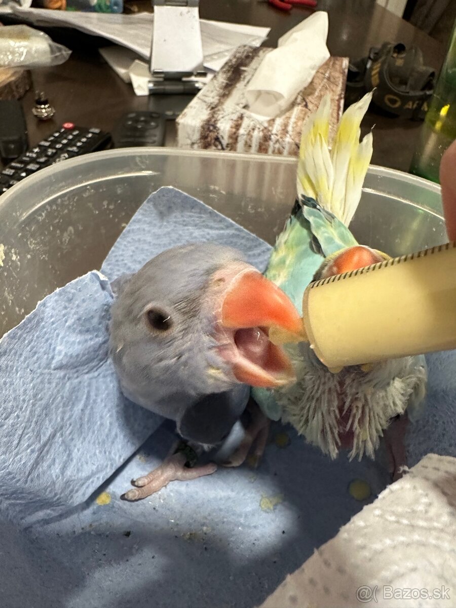 Alexander maly - rucne dokrmenie - 4