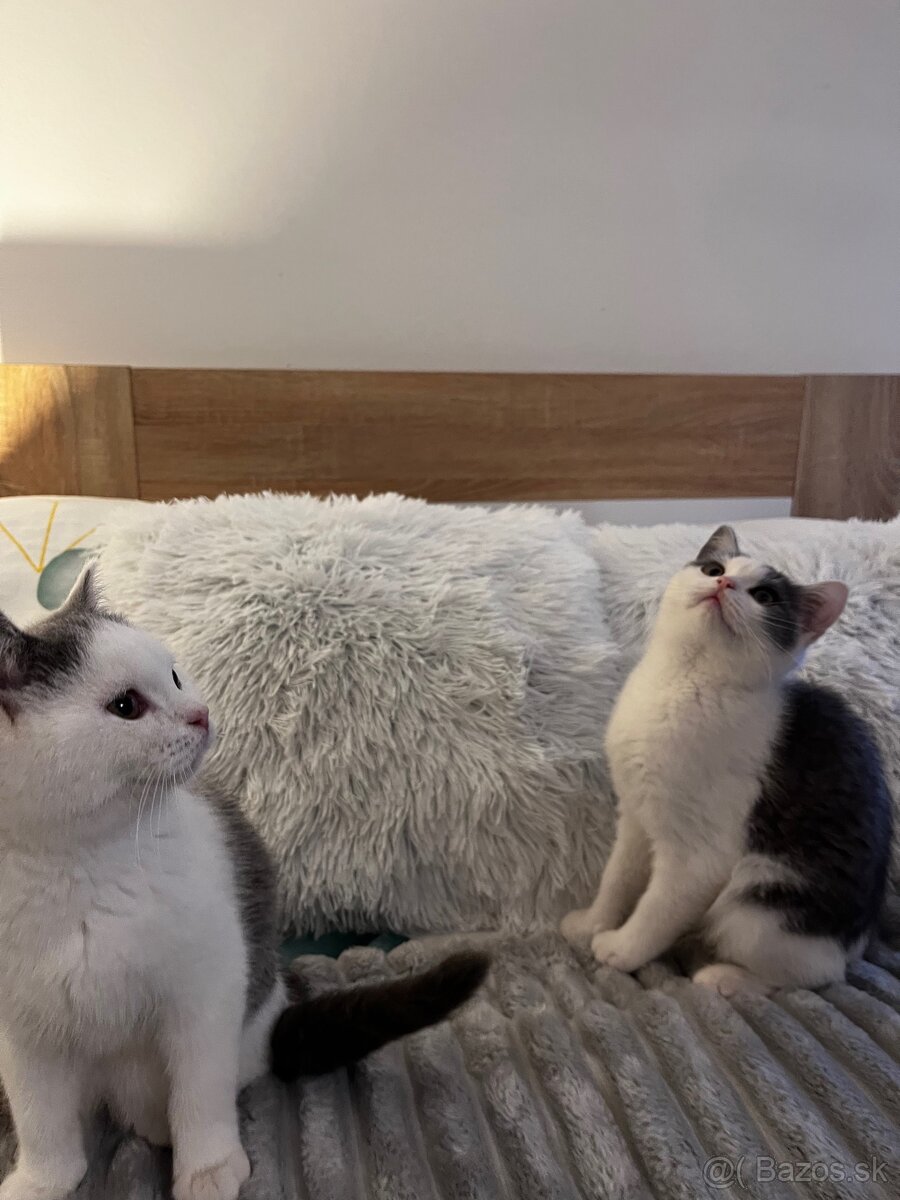 Britské mačiatka - 4