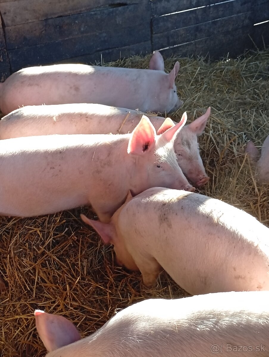 Predám ošípané - 4