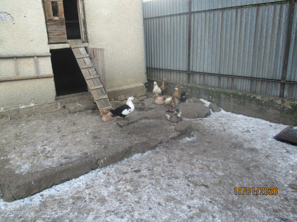 Predaj husí a kačíc - 4