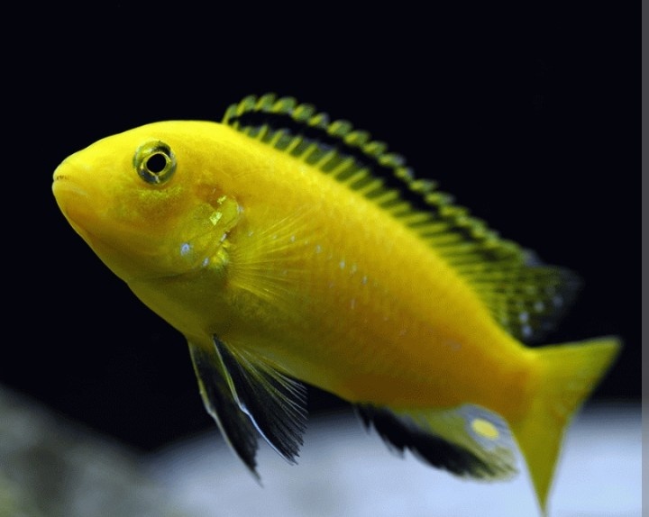 Africké Malawi cichlidy - 4