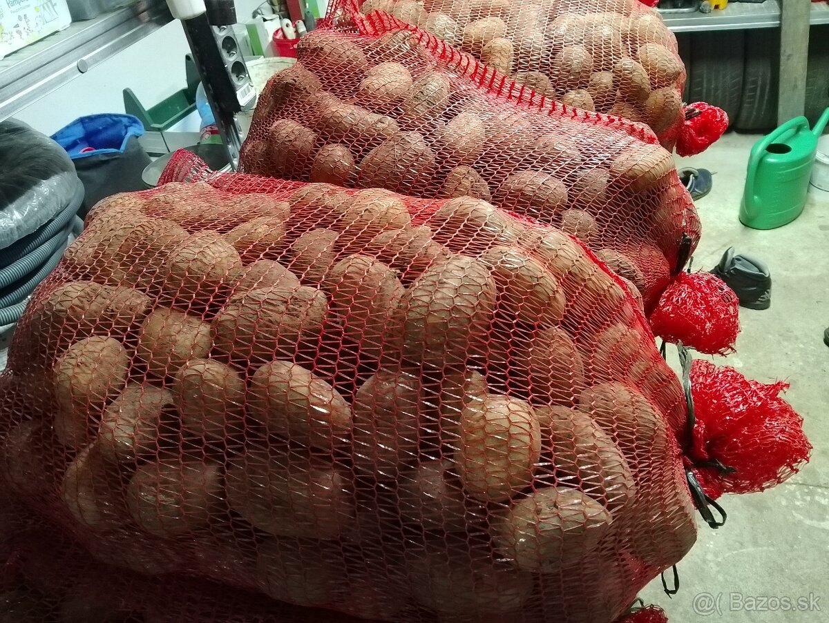 Zemiaky Queen anna - 4