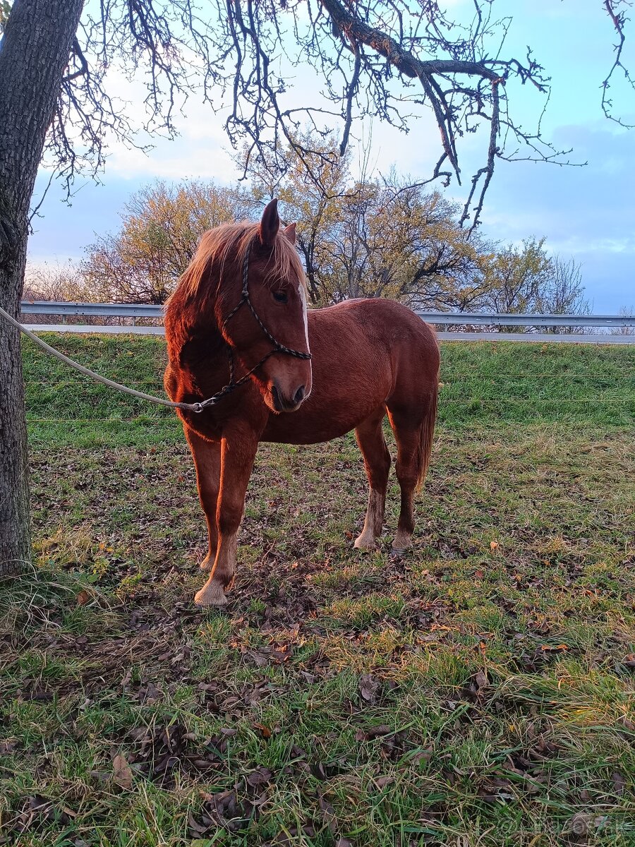 Rok a pol stará kobyla x Norik Muransky - 4