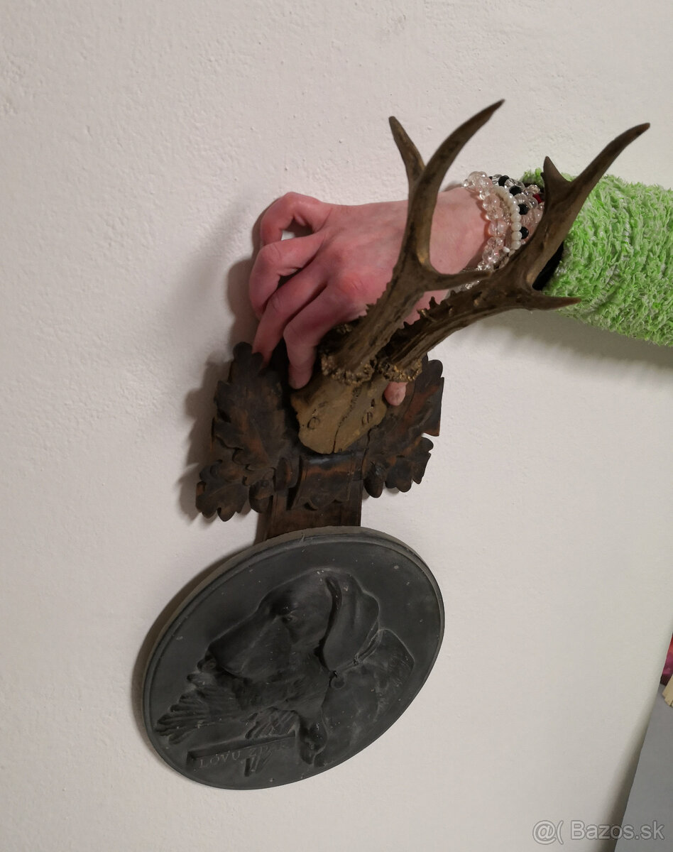 Trofej lovu zdar HOLBA 75 Vyžla - 4