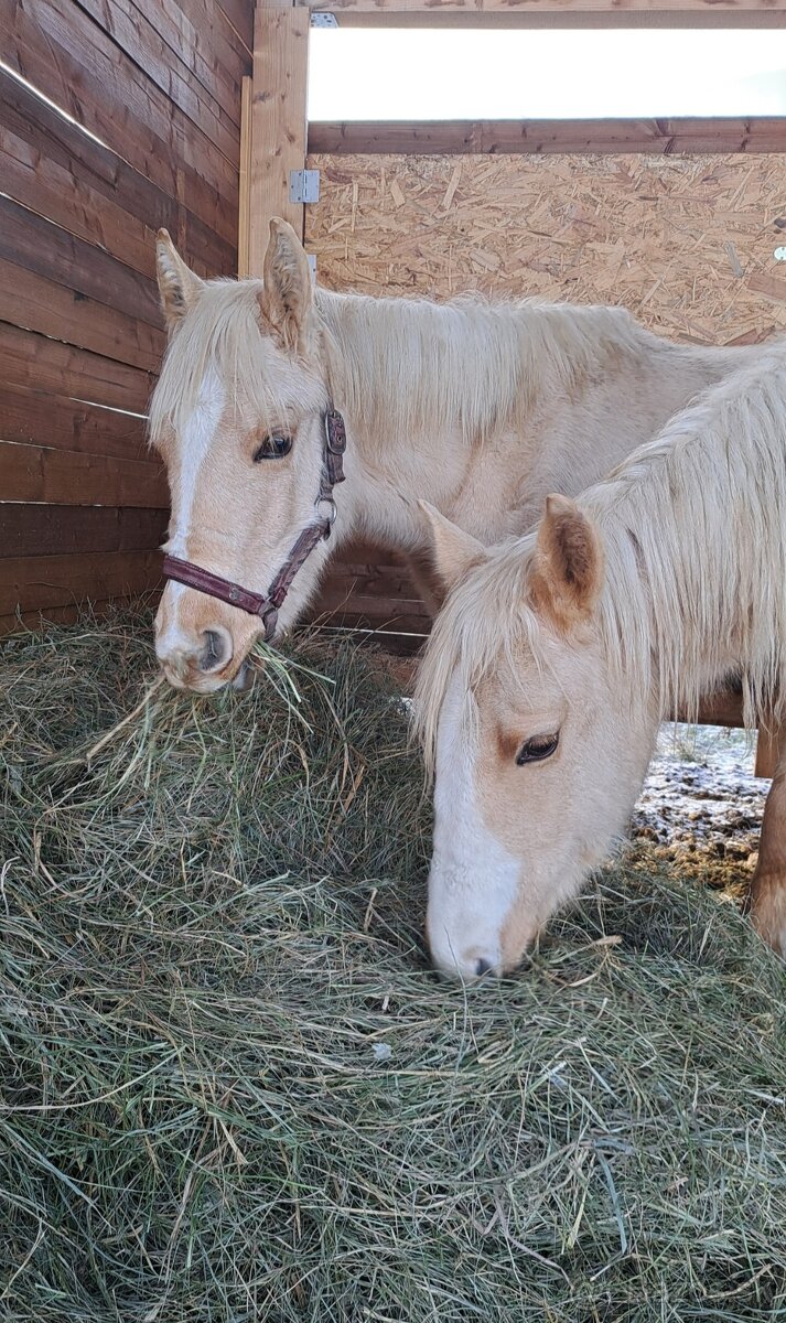 Roční qh hřebeček reining původ - 4