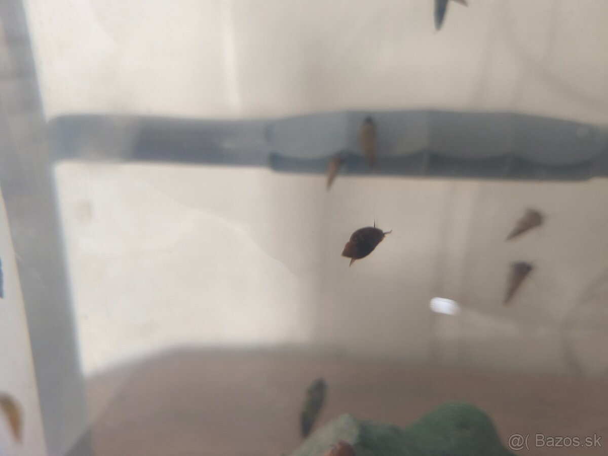 Predám slimáky - 4