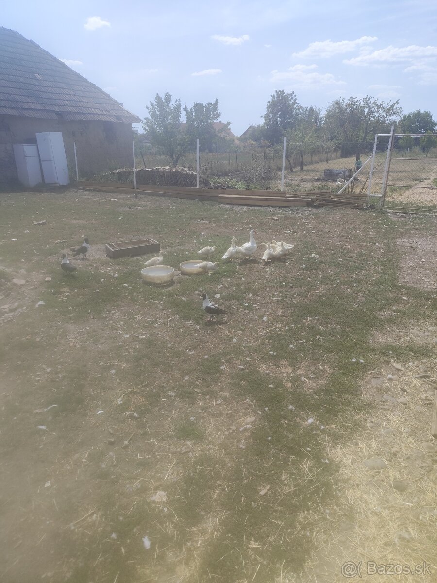 Hemšir a Kačice - 4