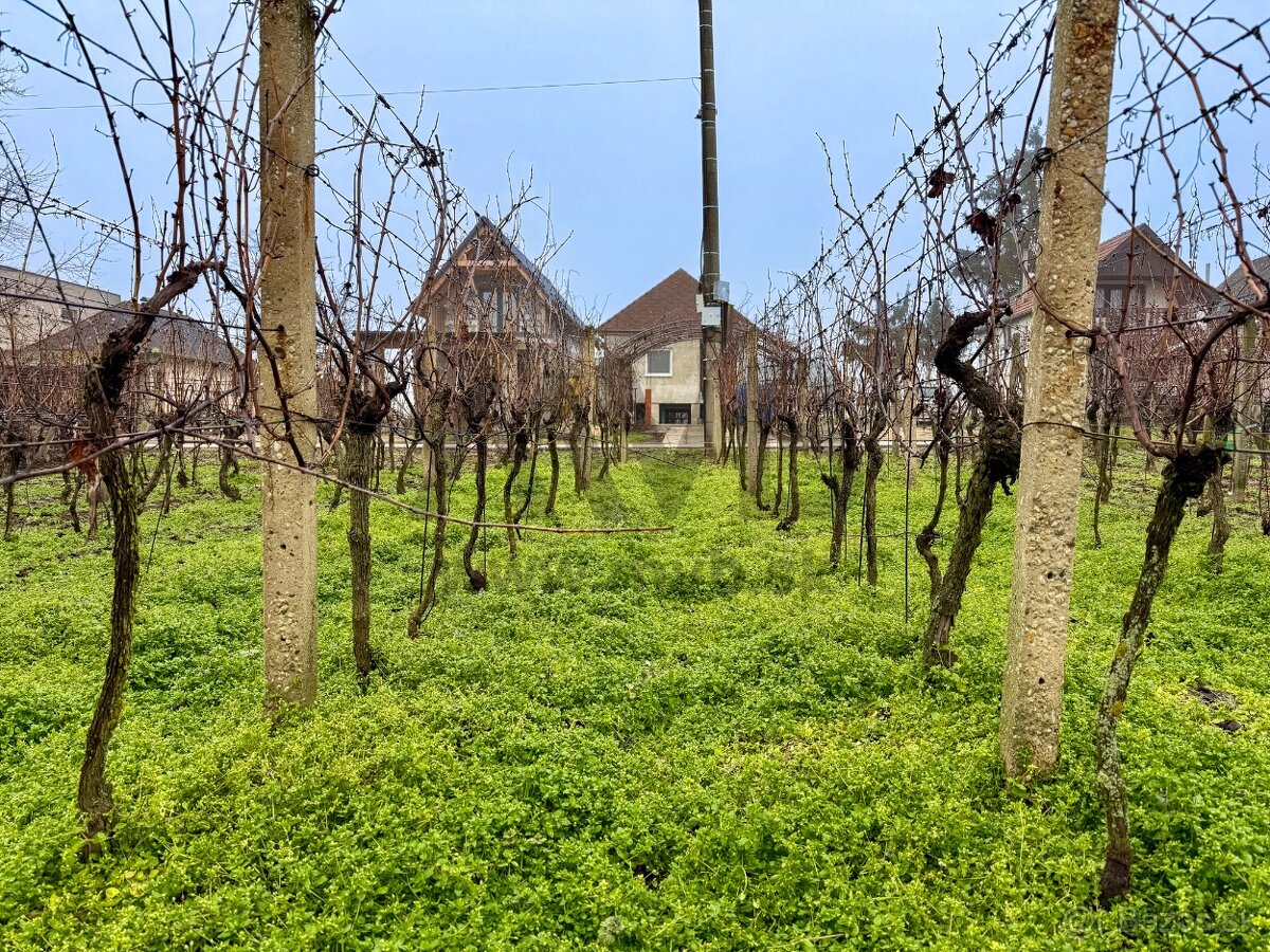 VINICA | VLASTNÁ ÚRODA | VÝBORNÉ PODMIENKY | CHOTÍN - 4