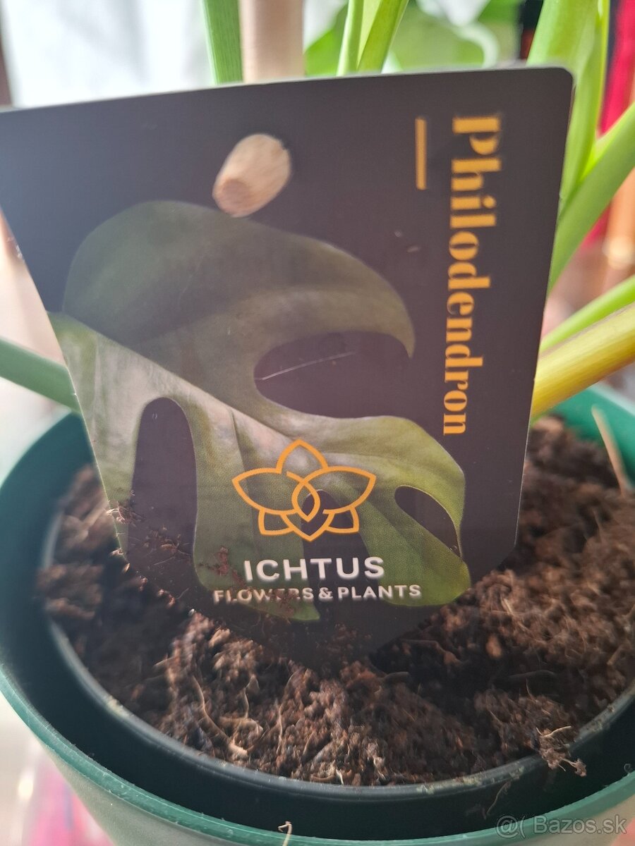 izbová rastlina Filodendron Philodendron - 4