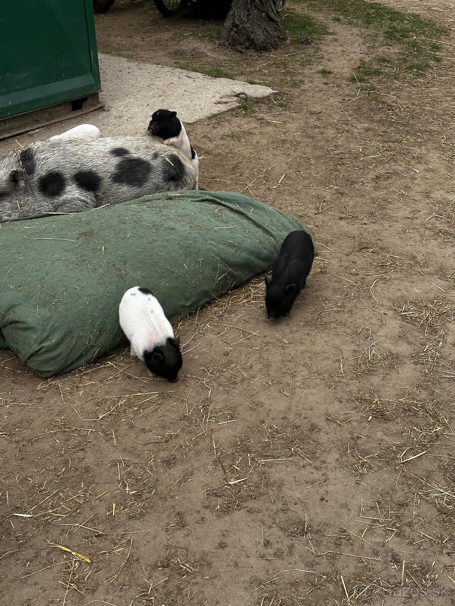 Predám mini prasiatká - 4