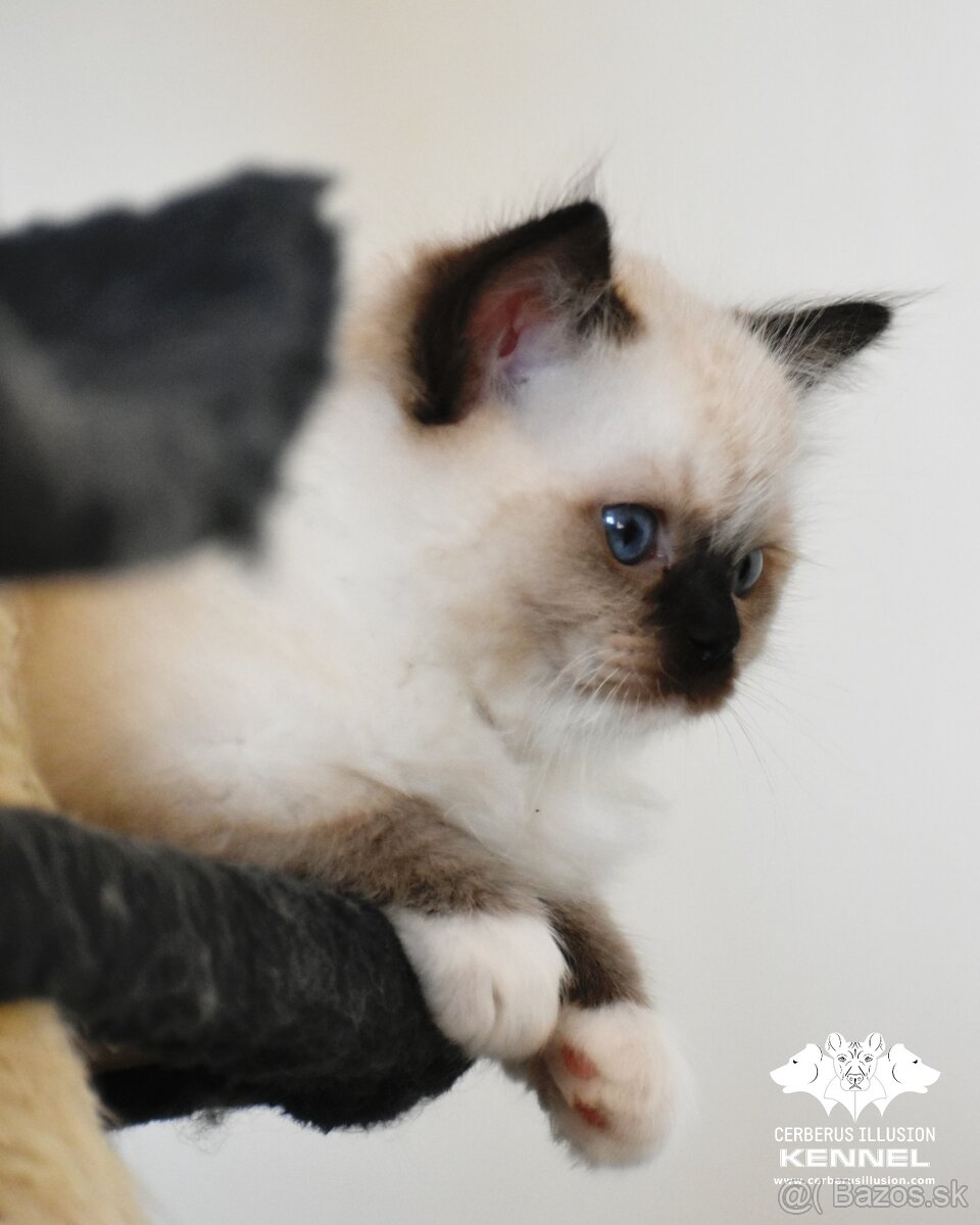 Ragdoll s PP - seal mitted mačička - 4