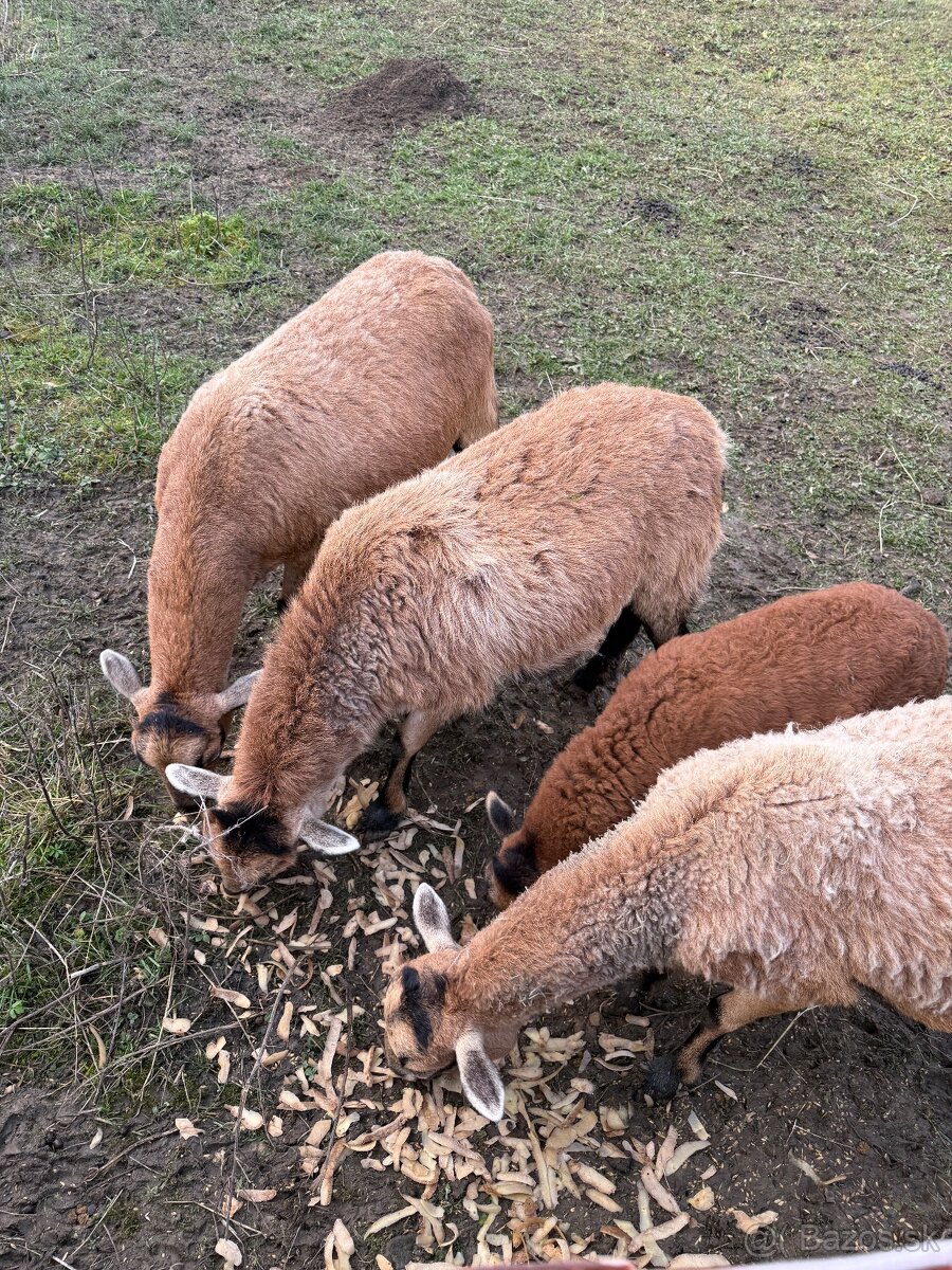 Kamerunské ovce - 4