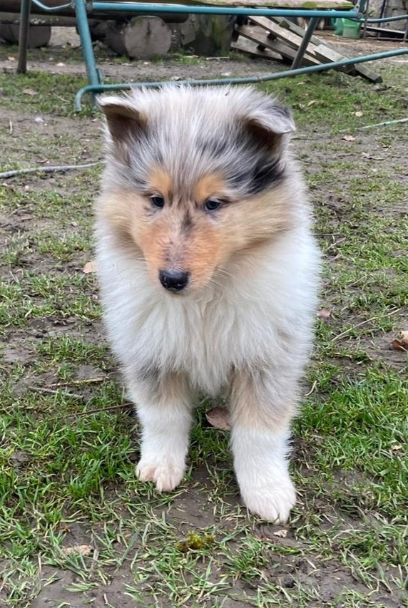 Kolia dlhosrstá - 4