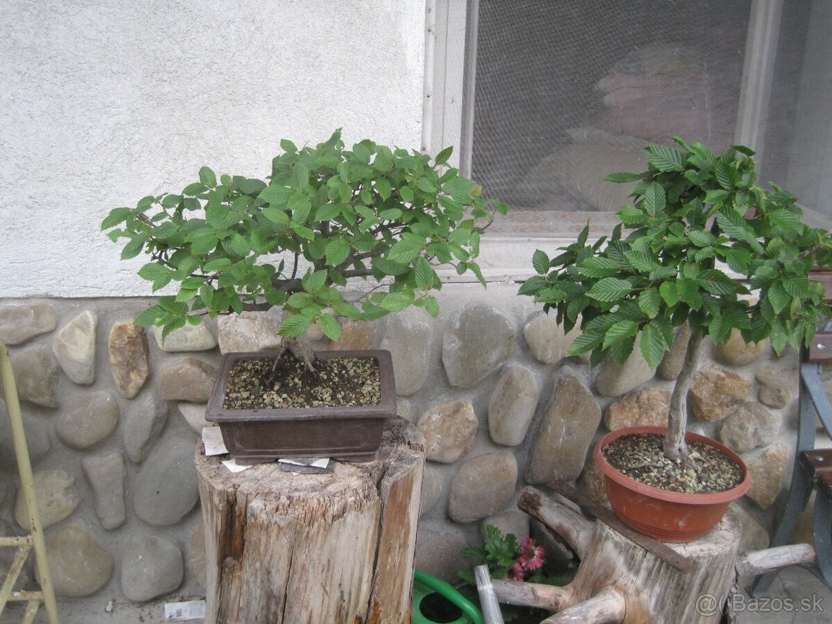 bonsai,bonsaj-hrab 15 - 4