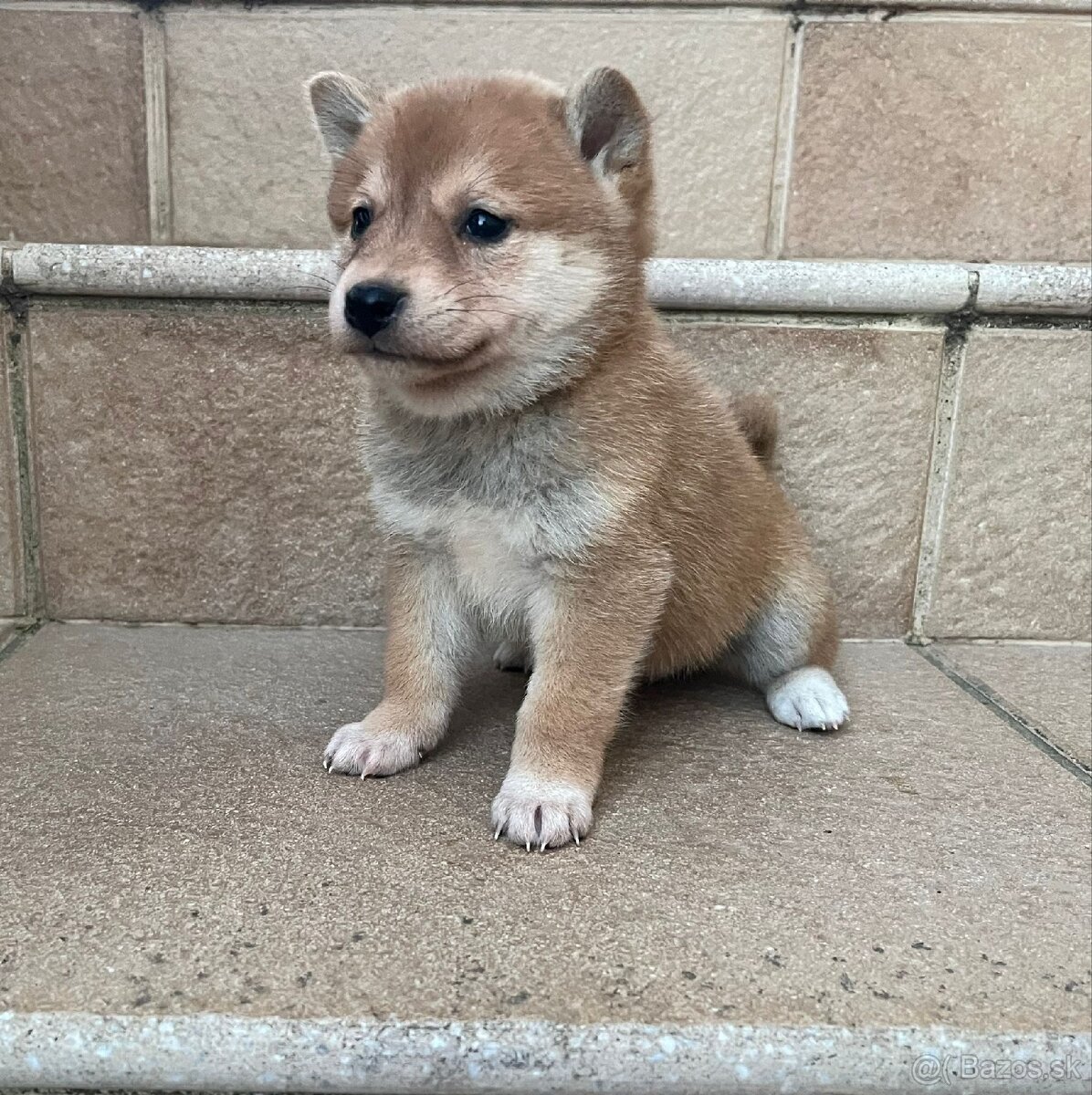 Shiba inu, šiba inu - 4