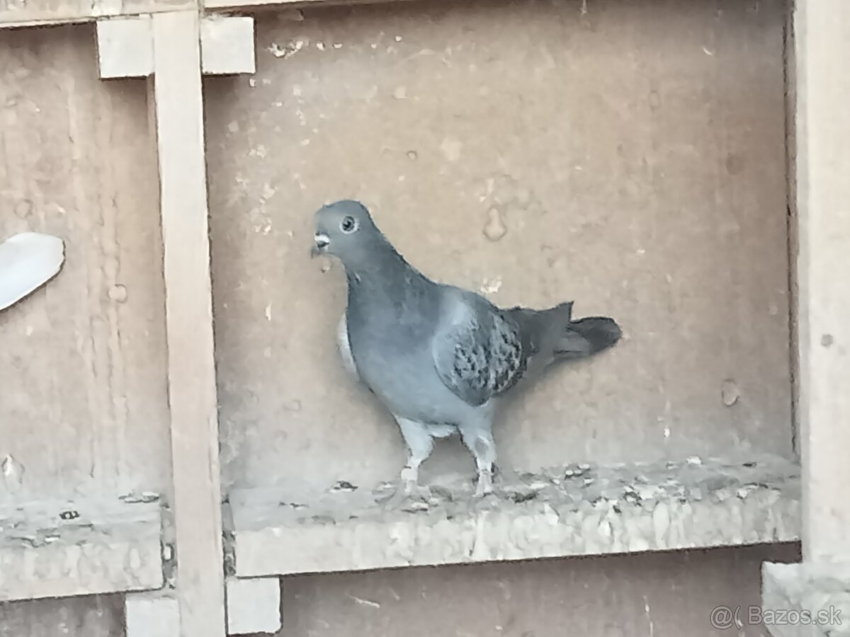 HOLUBY - Košický vysokolleúň. - 4