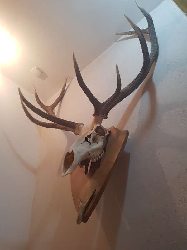 Predám jelenie parohy - 4