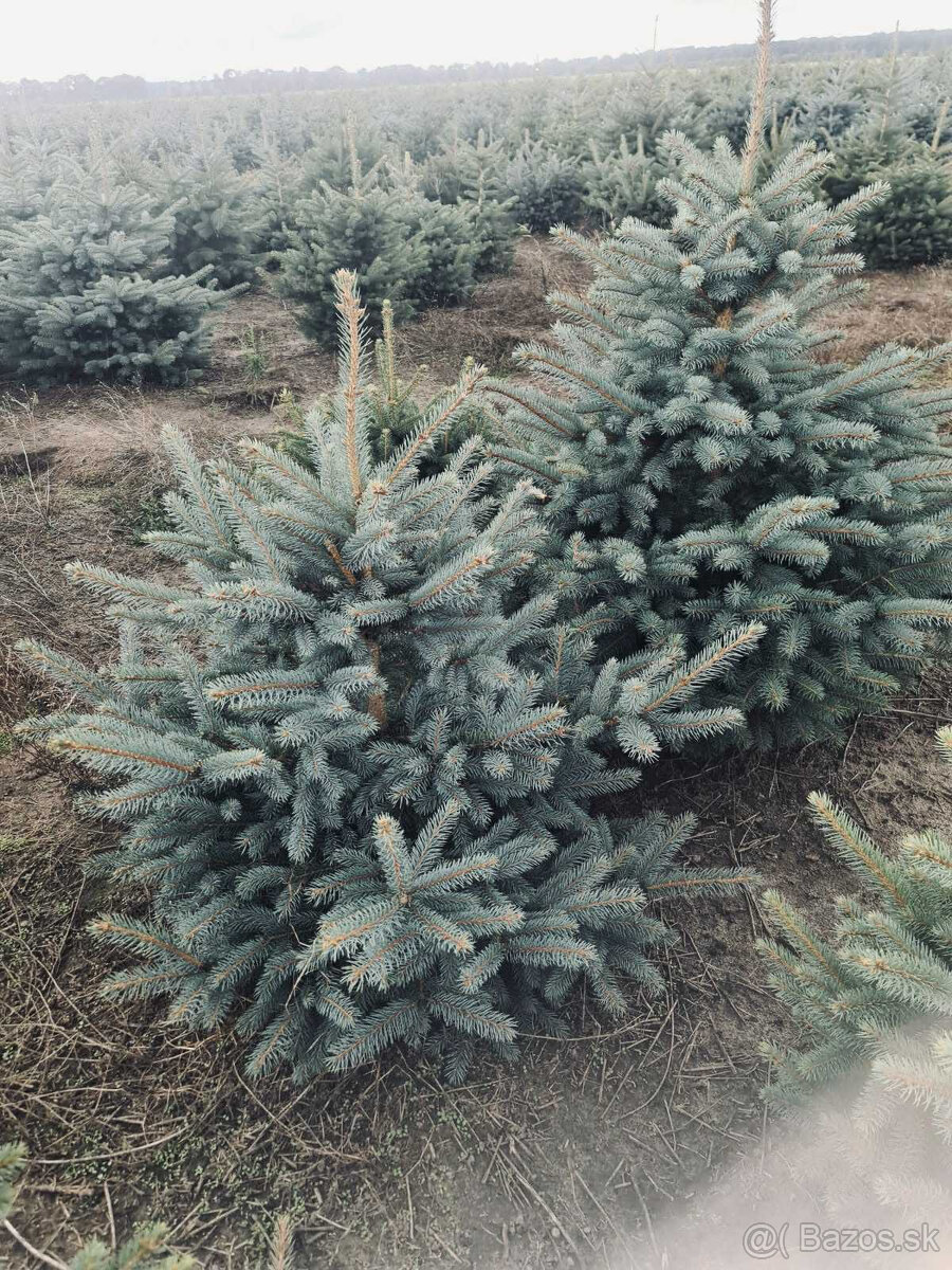 Strieborný smrek v kvetináči 1,20–1,60 Jedľa kaukazská, vian - 4