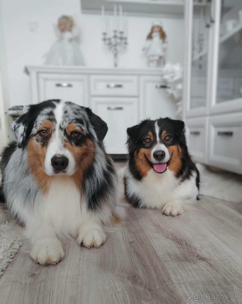 Austrálsky ovčiak šteniatka s PP - 4