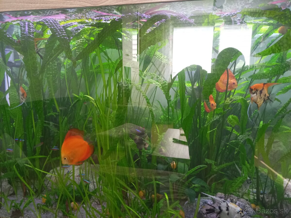 Akvárium - 4