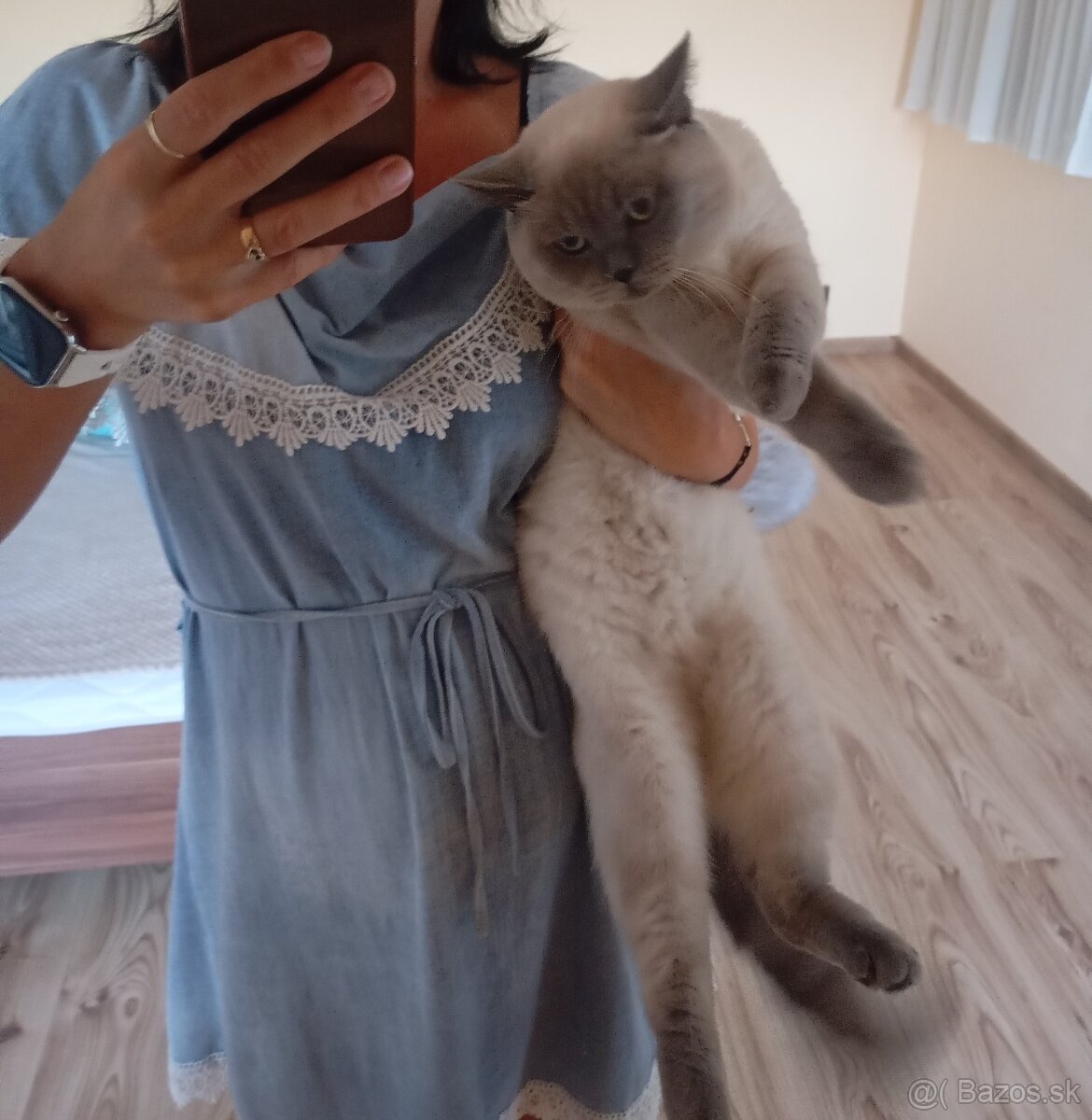 Britský kocúr na krytie - 4