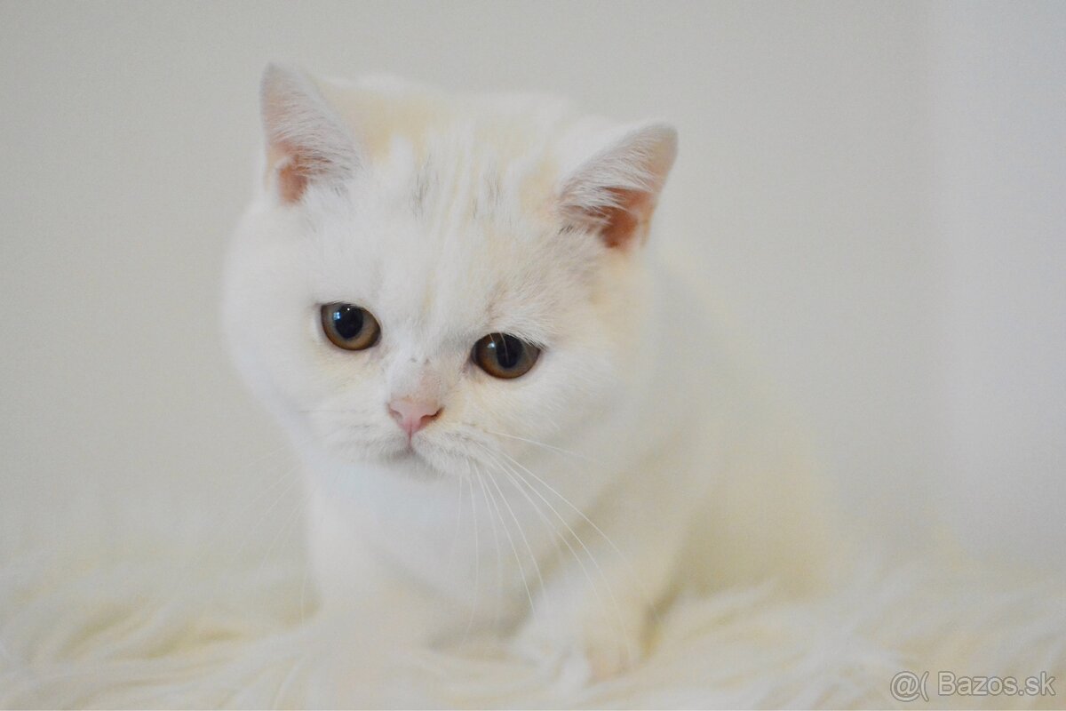 Britský kocúrik s PP - 4