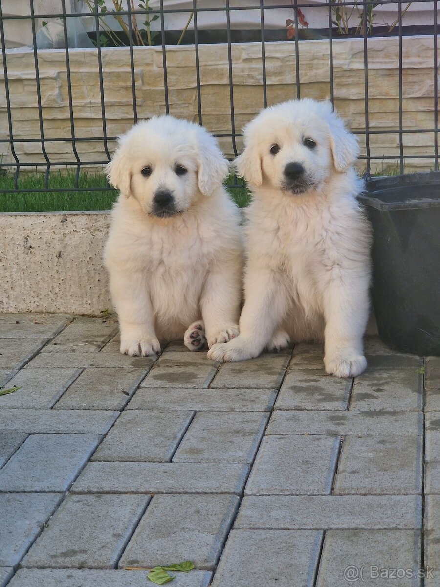 Slovenský čuvač - 4