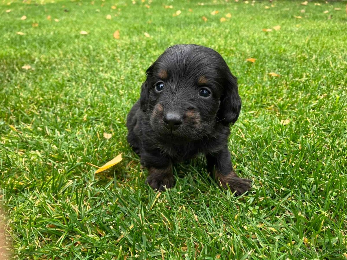 Jazvecik Dlhosrsty - 4