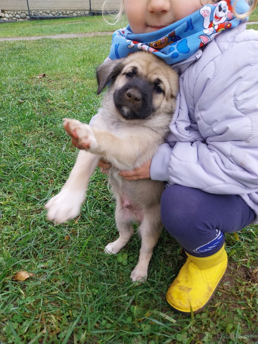 Darujem šteniatko - 4