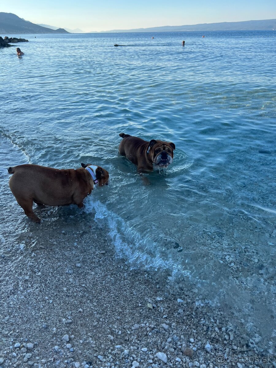 Anglicky Bulldog s PP na KRYTIE, buldog, Buldok , - 4