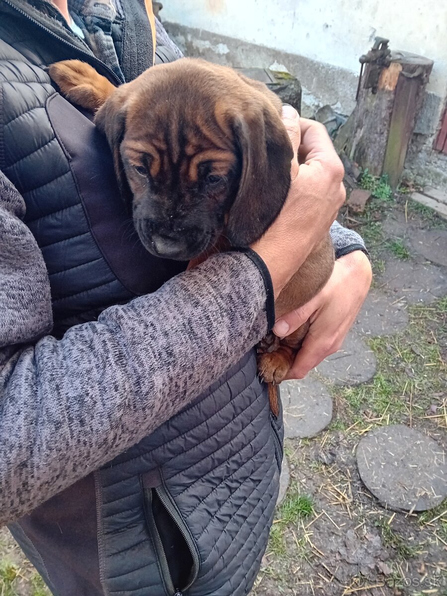 Bavorský farbiar - 4