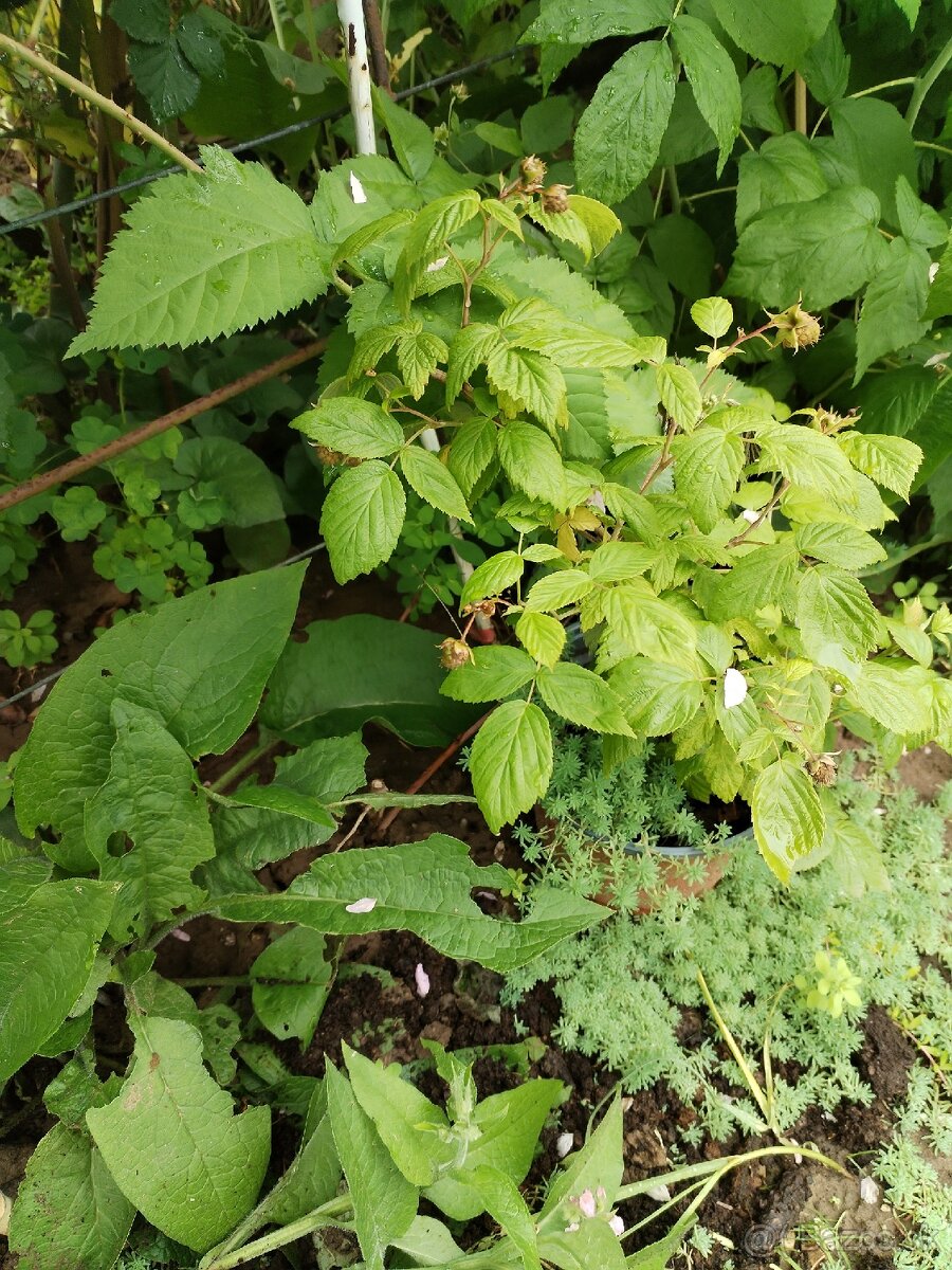 Maliny celoročné v kvetináči - 4