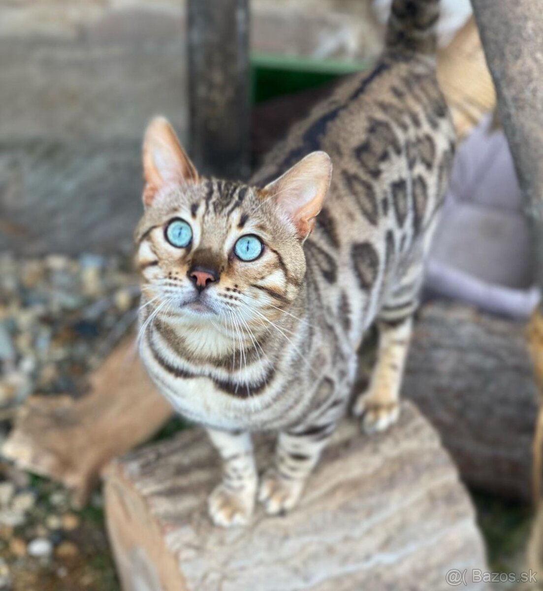 Bengálsky kocúr s PP ke krytie - 4