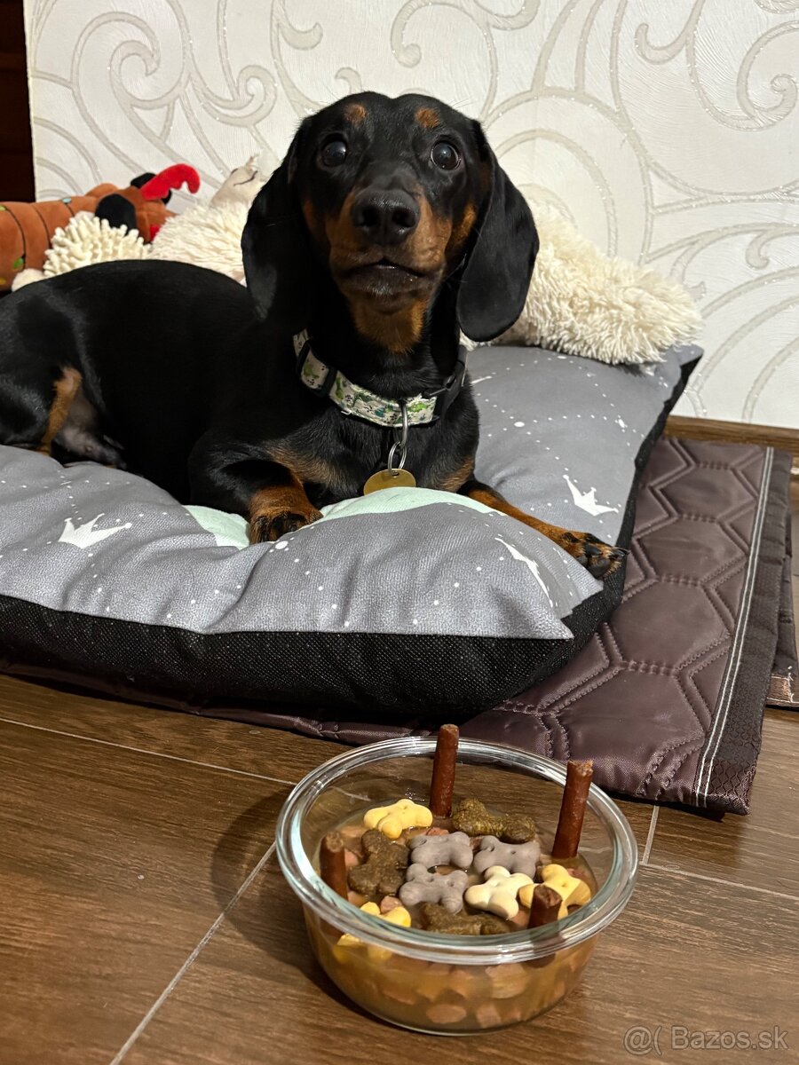 Jazvečík na krytie - 4