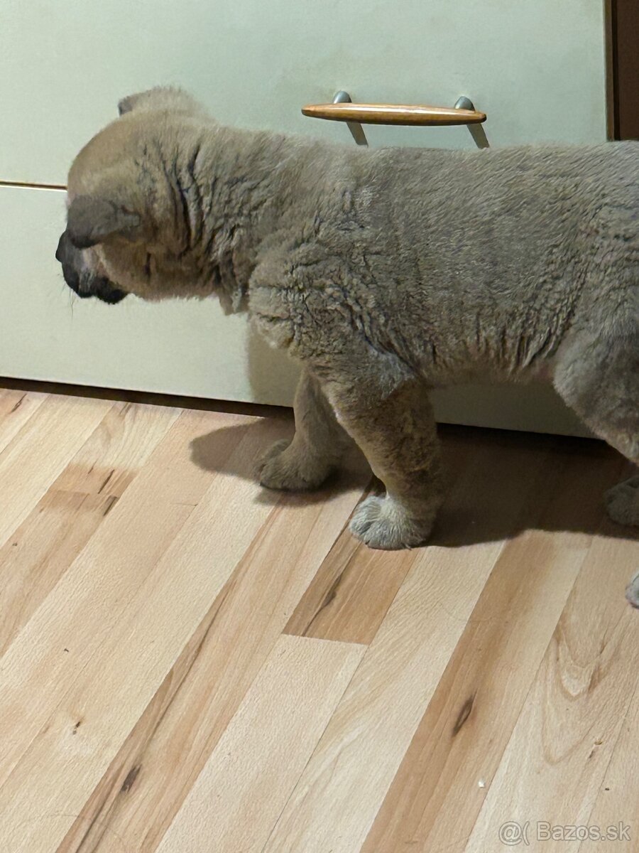 Šteniatko kangal x vlčiak - 4