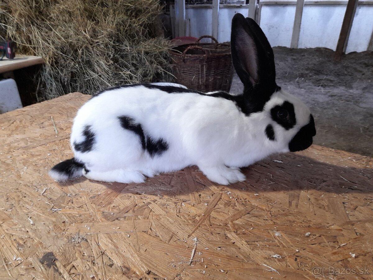 Nemecký obrovitý strakáč čierny - 4