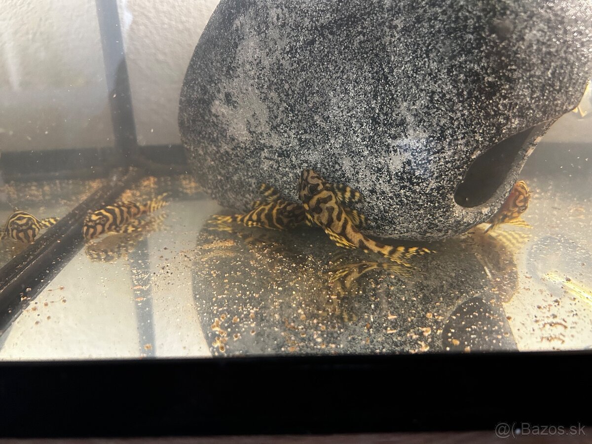 L236 Super yelow - 7cm - 4