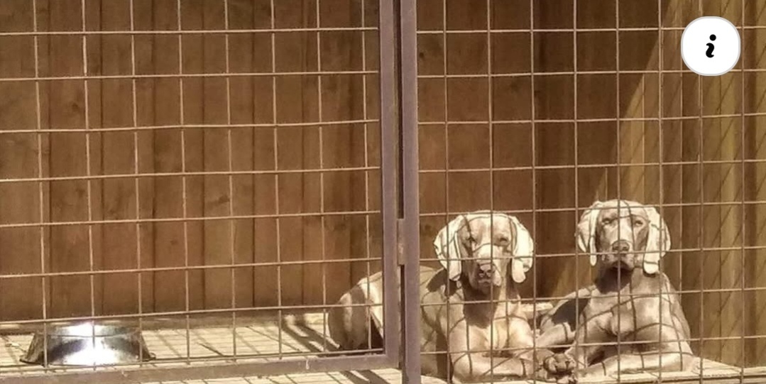 Weimarsky stavač - 4