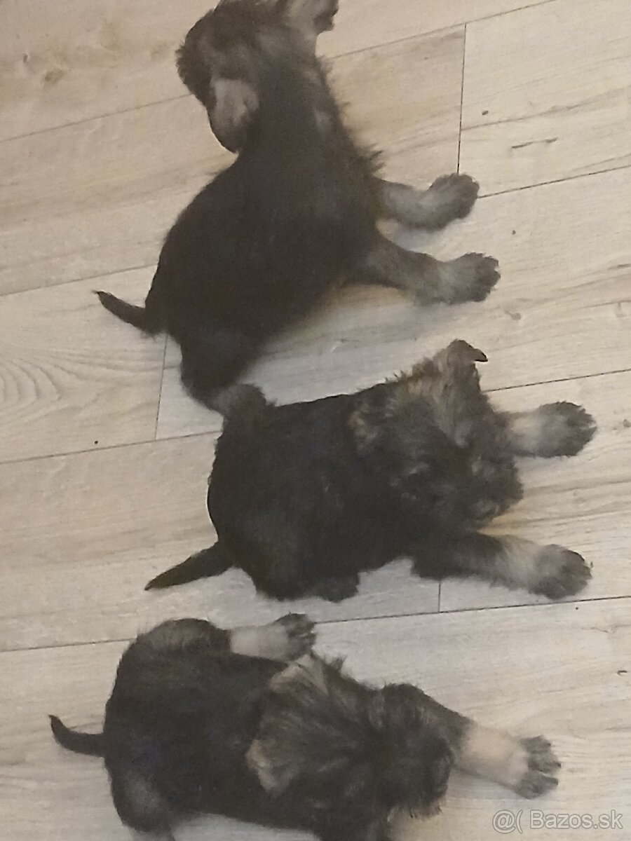 Bradáč stredný - 4