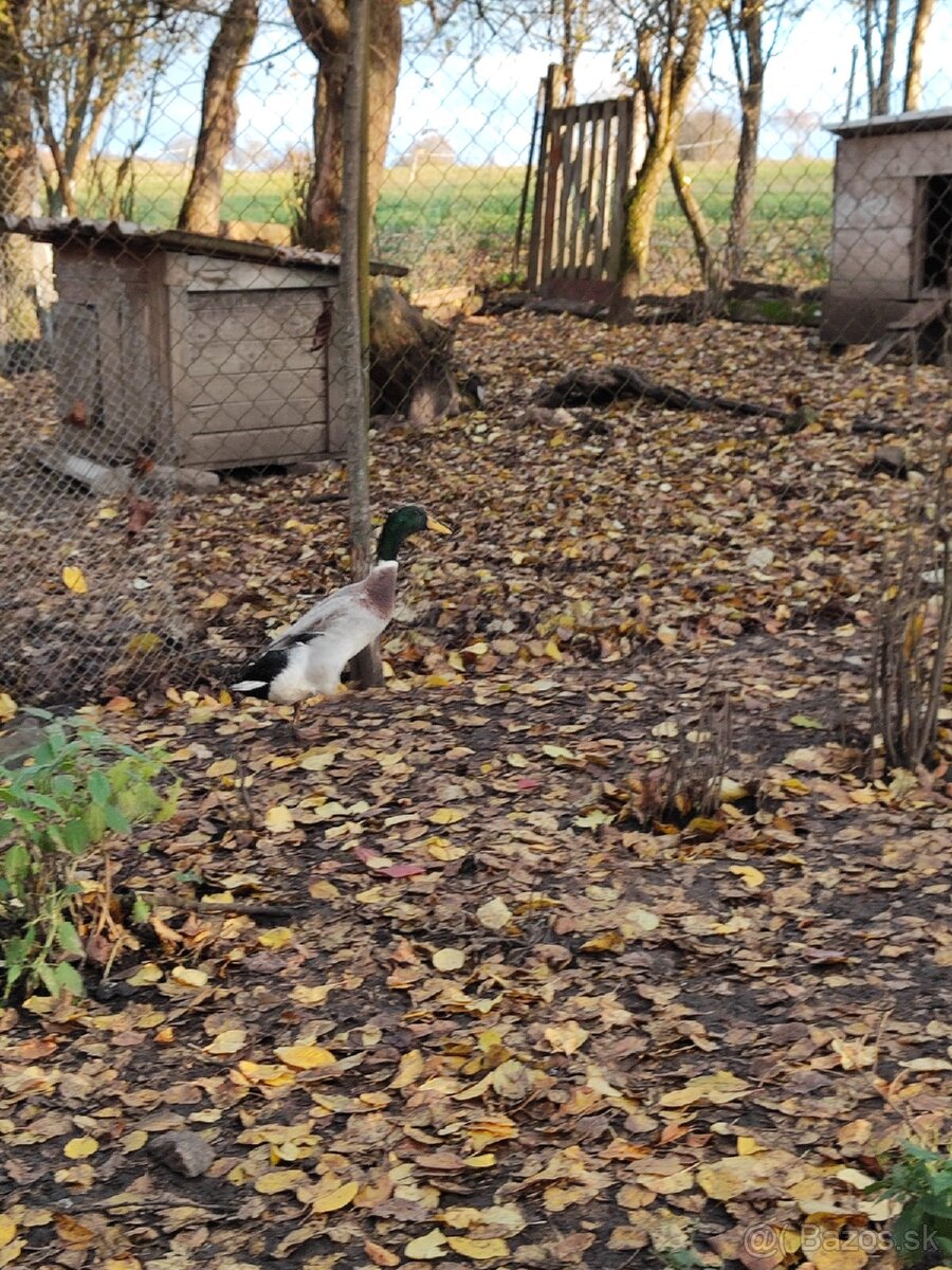 Indické bežce len káčery - 4