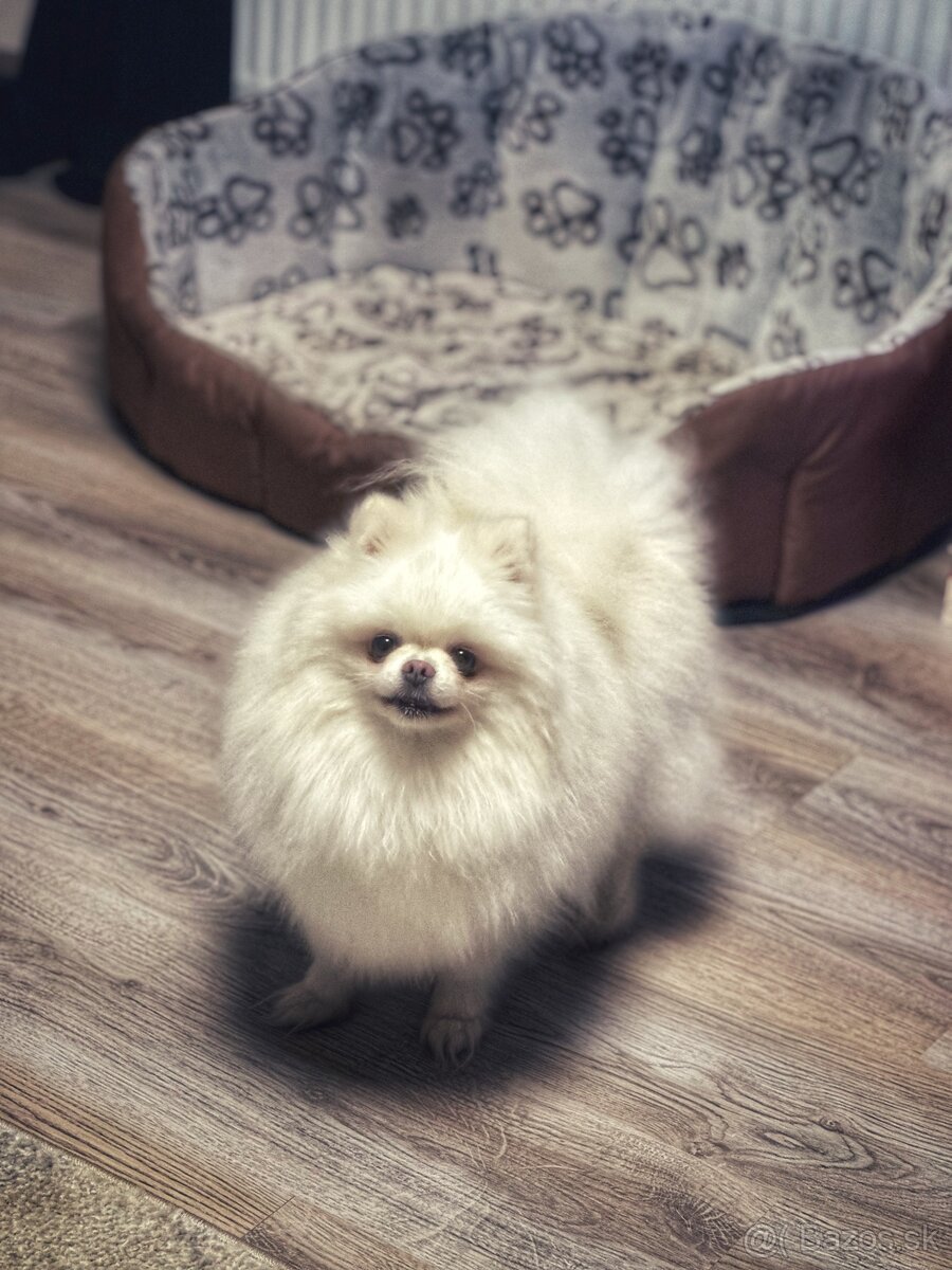 Pomeranian - 4