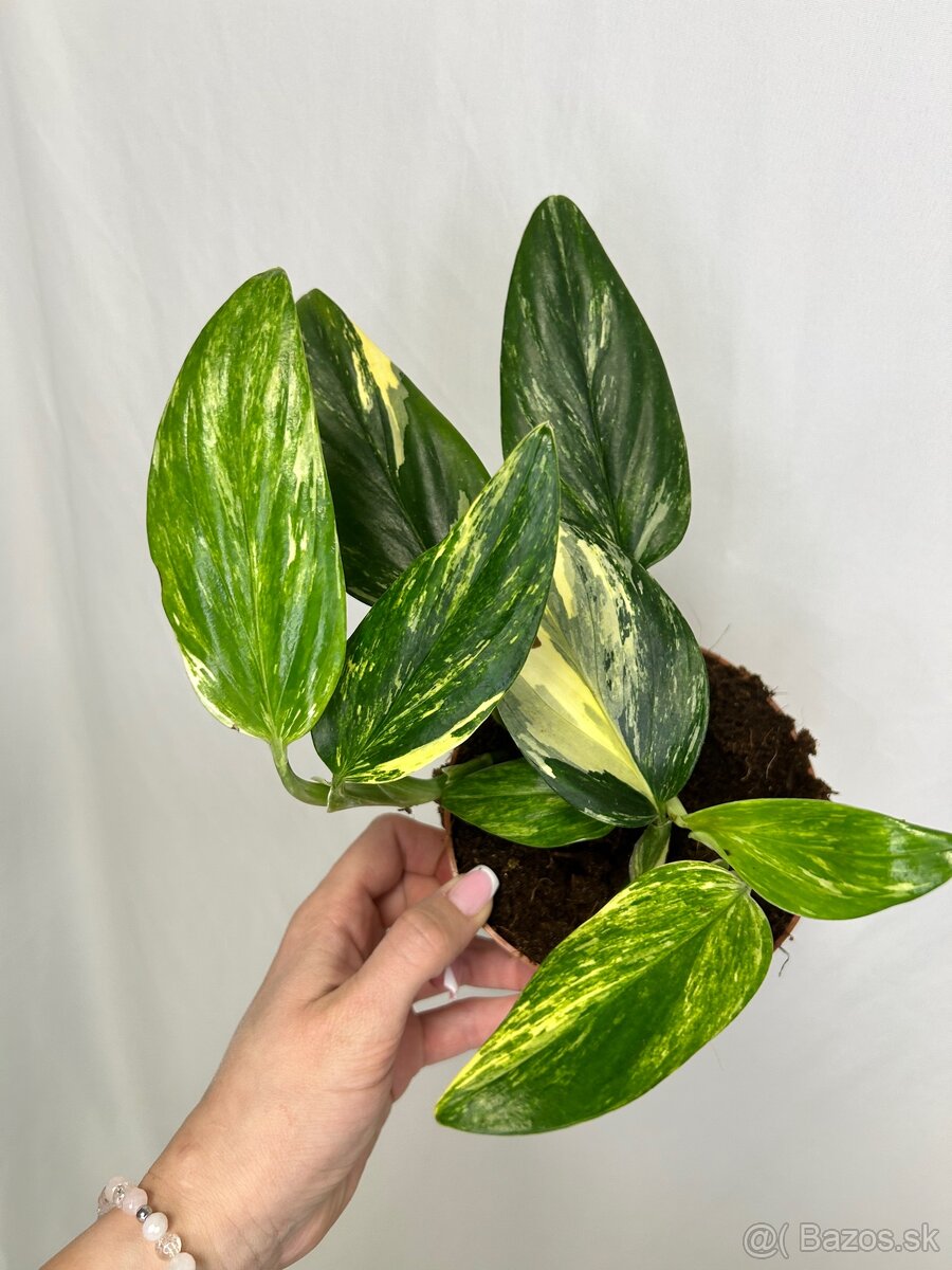 Monstera standleyana variegata - 4