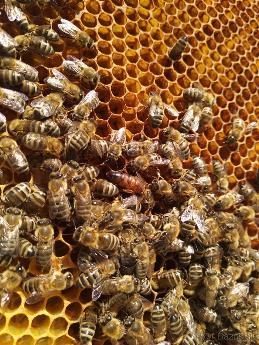 Predám včely - 4
