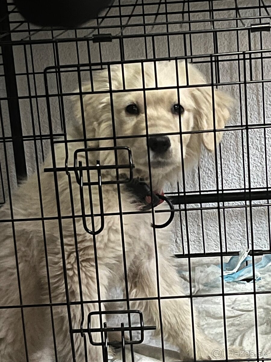 Zlatý Retriever - 4