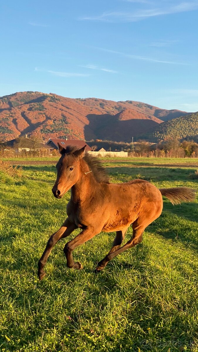 Krásna arabská kobylka na predaj - 4