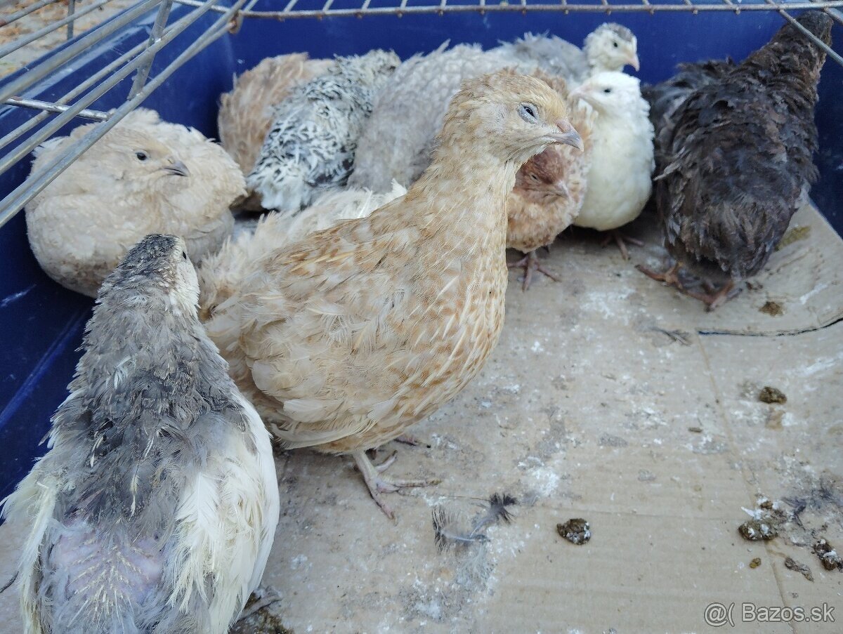 Predám japonské prepelice - 4