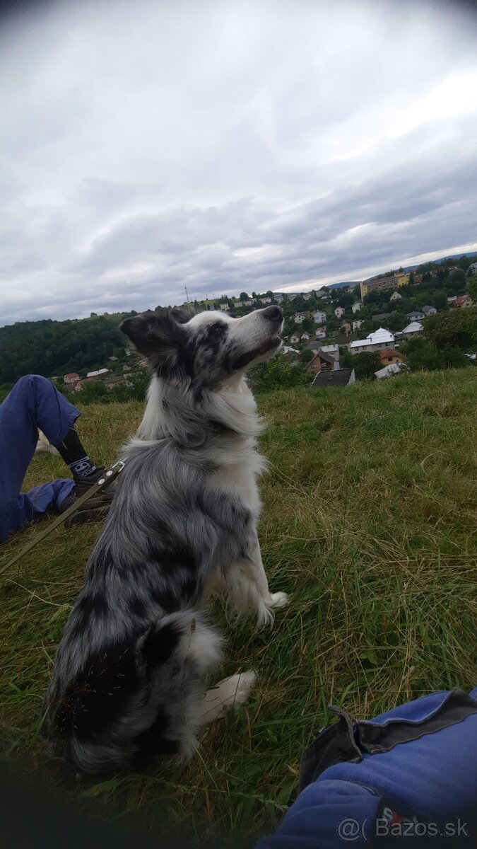 Border kolia-blue merle - 4