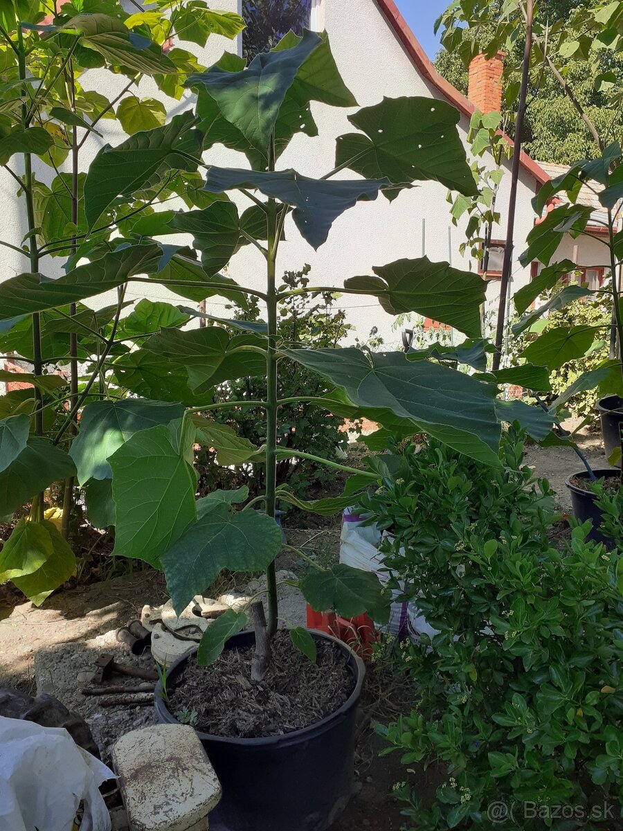 Cisarsky strom Paulownia a Aloe vera - 4