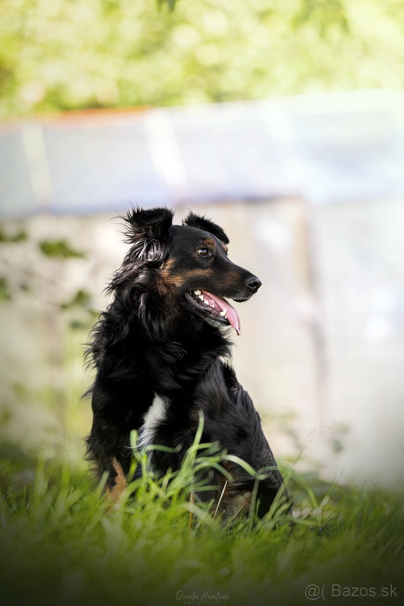 Darujem spoločníka a strážcu Luisa - hrozí návrat do útulku - 4